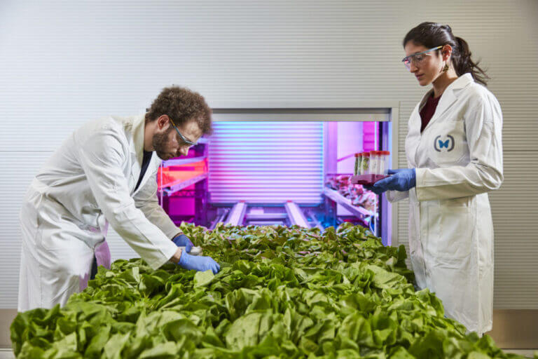 ISMEA investe in uno dei più innovativi sistemi di vertical farm