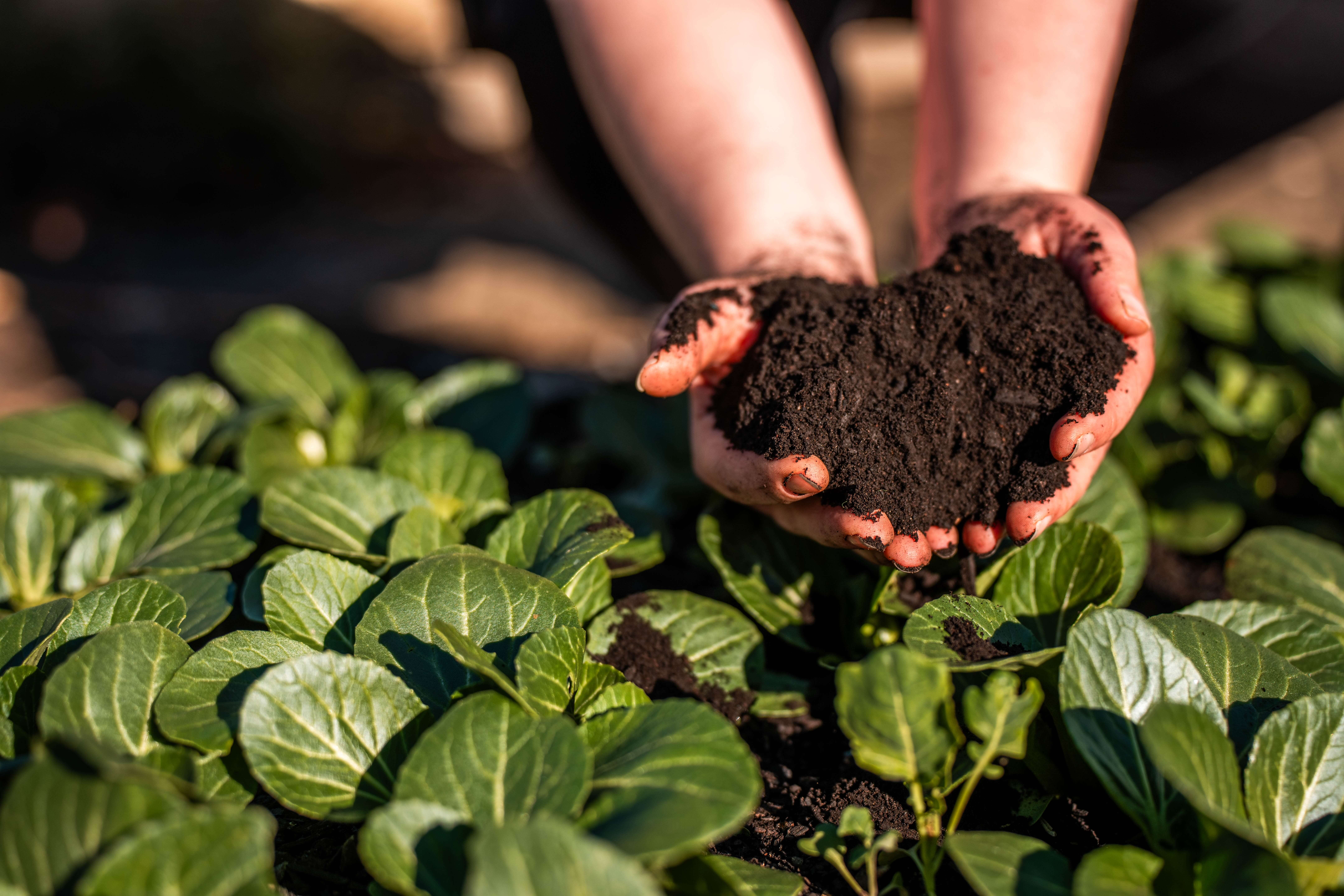 agricoltura rigenerativa