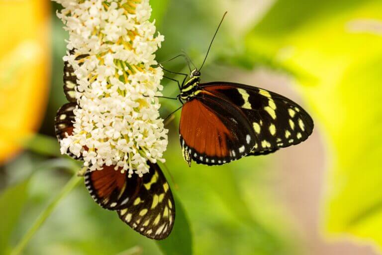Colorful,Butterfly,Heliconius,Hecale,As,Biodiversity,In,Nature.,Living,Animal