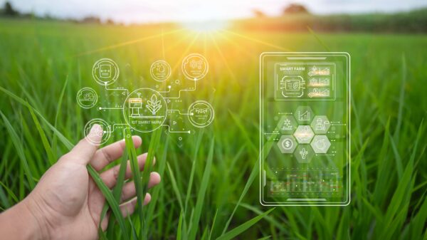 A,Farmer,Is,Examining,Rice,Plants,With,High,Fertility,Using