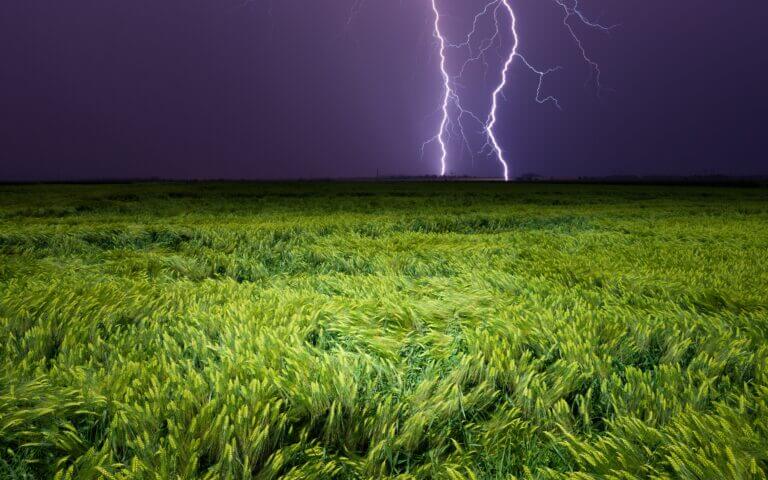 Lightning,Striking,Over,Green,Grain,Field,Under,Dark,Stormy,Sky.