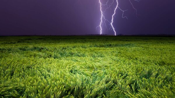 Lightning,Striking,Over,Green,Grain,Field,Under,Dark,Stormy,Sky.