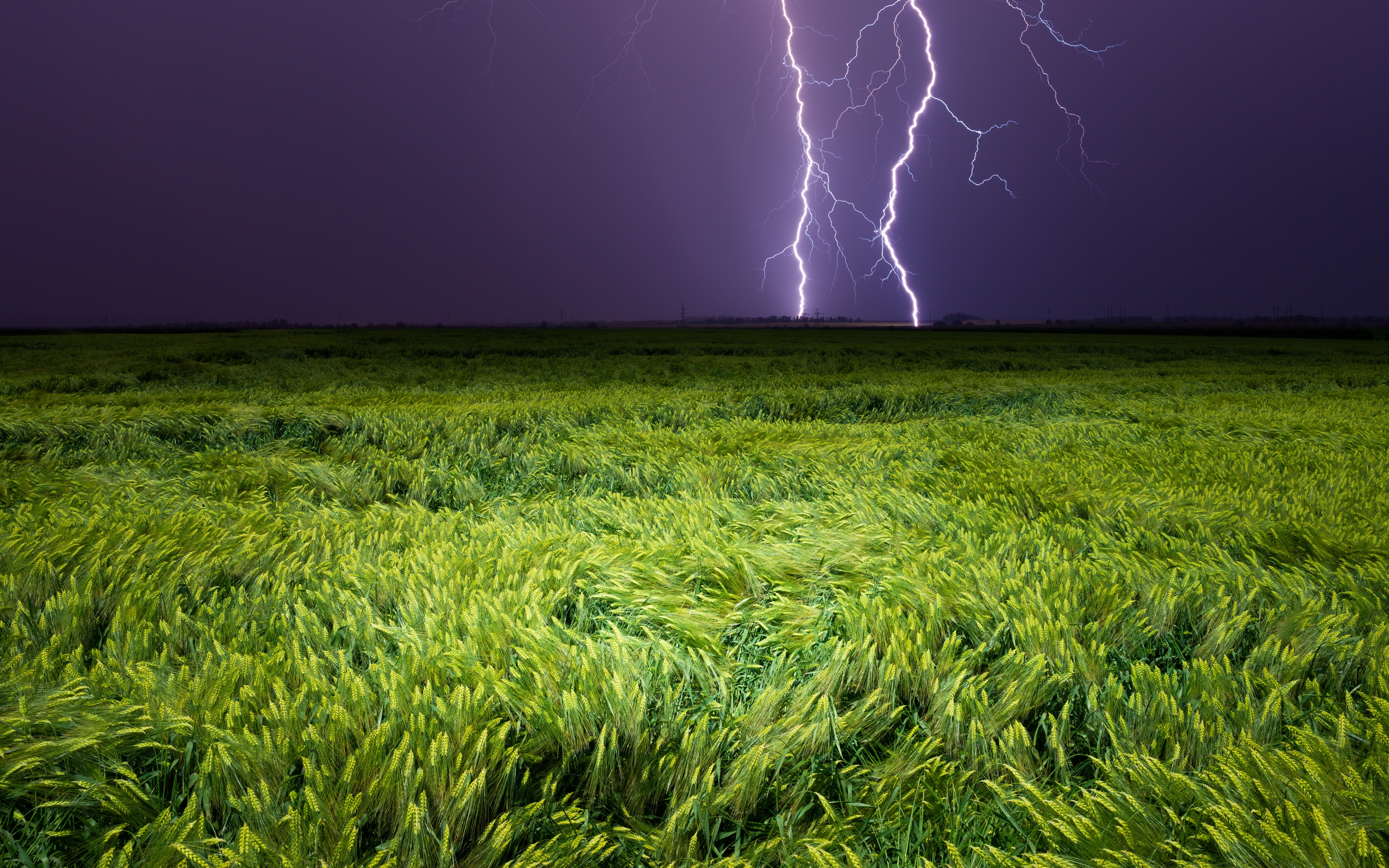 Lightning,Striking,Over,Green,Grain,Field,Under,Dark,Stormy,Sky.