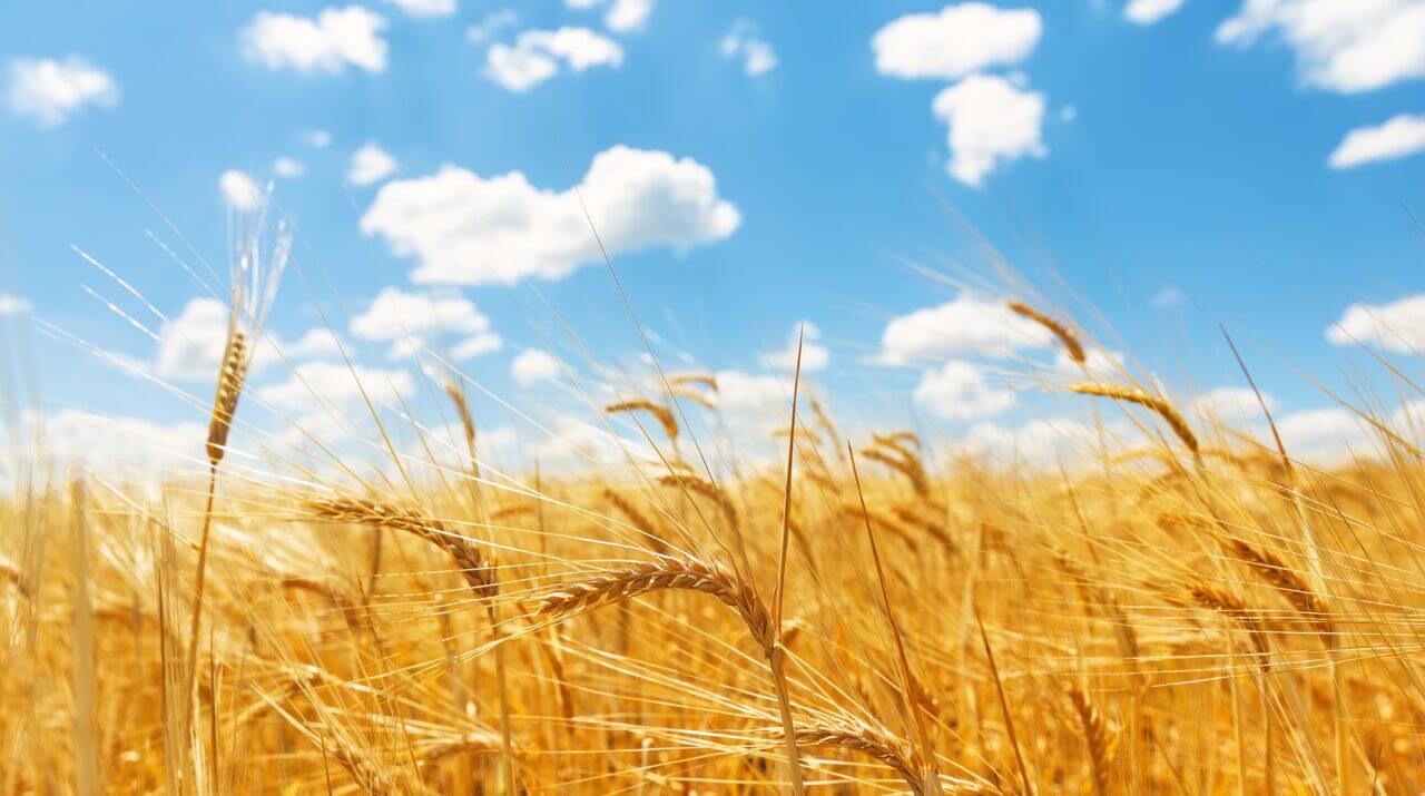 sicurezza alimentare grano