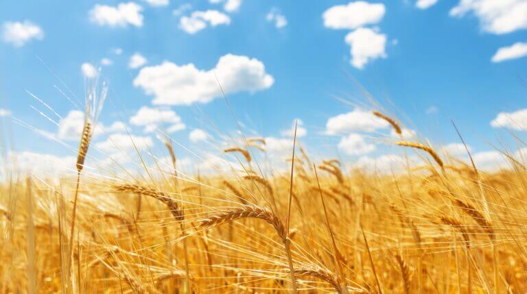 sicurezza alimentare grano