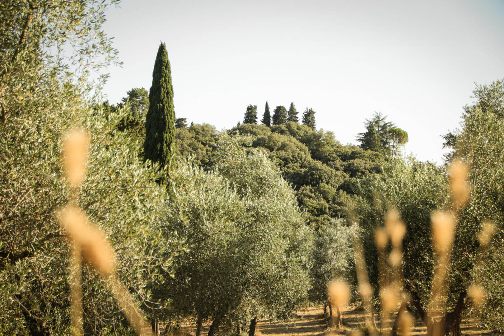 ortofrutteto sociale diffuso