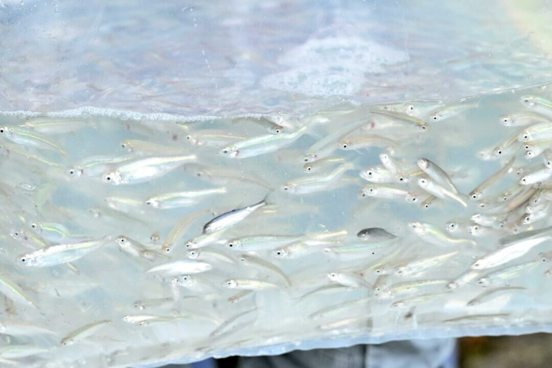 Acqua depurata Gruppo CAP