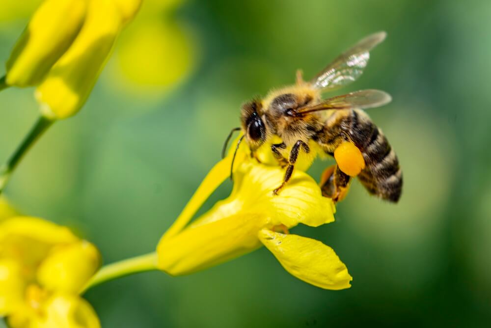 dati biodiversità