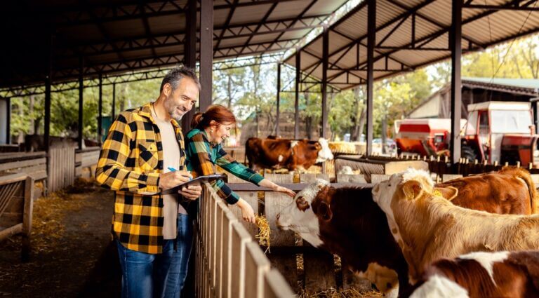 Male,And,Female,Farmers,Working,Together,On,A,Cow,Farm
